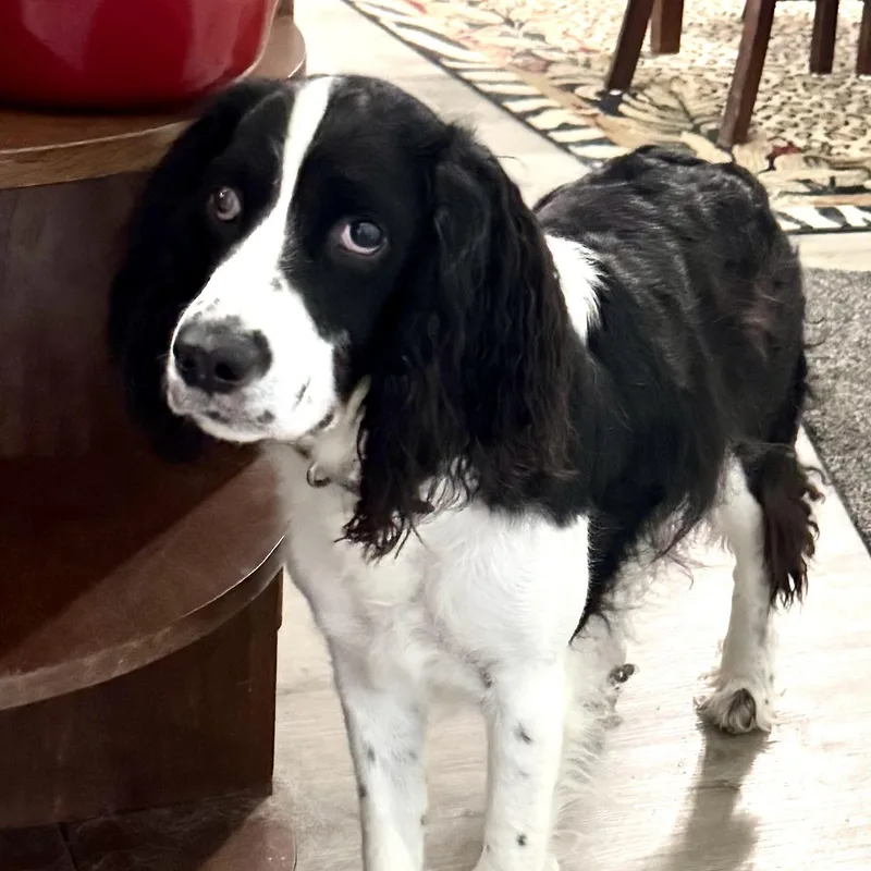 Pepper s thumbnail 5