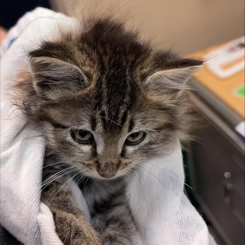 A baby small-sized female Domestic Long Hair cat named Comet for adoption in Tacoma, WA