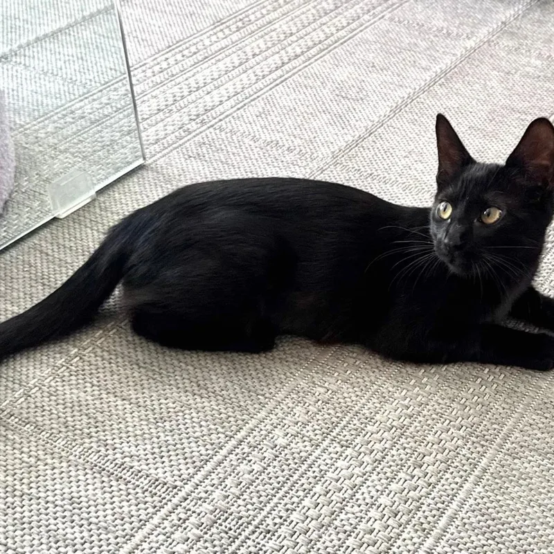 A baby small-sized female Domestic Short Hair cat named Sage for adoption in San Juan, PR