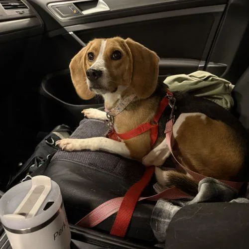 A baby small-sized female Tricolor (Brown, Black, & White) Beagle dog named Sophie for adoption in Kent, WA