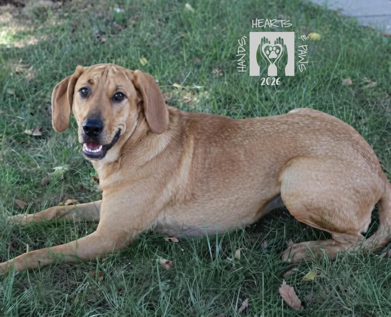 A young large-sized female Red / Chestnut / Orange Redbone Coonhound dog named Nakatomi for adoption in Omaha, NE