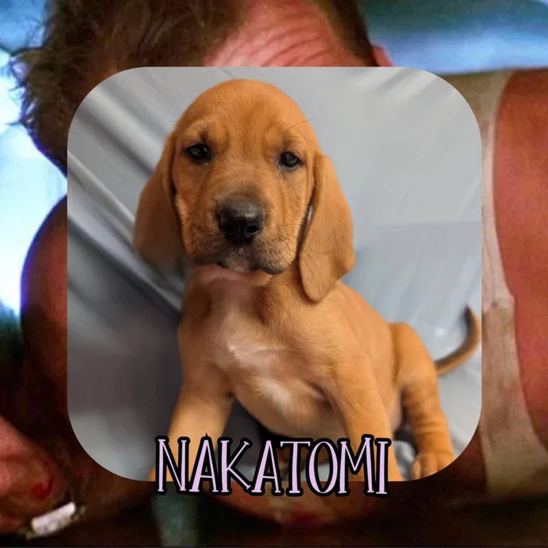 Nakatomi thumbnail 3