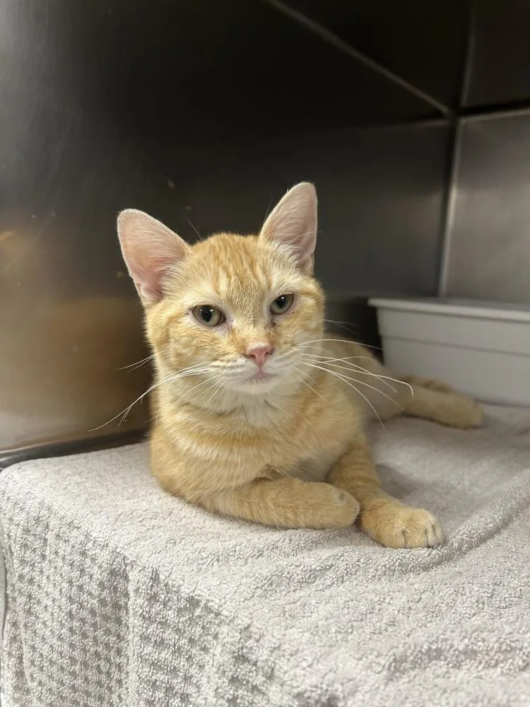 A young medium-sized male Tabby (Buff / Tan / Fawn) Domestic Short Hair cat named Chris for adoption in Ontario, CA