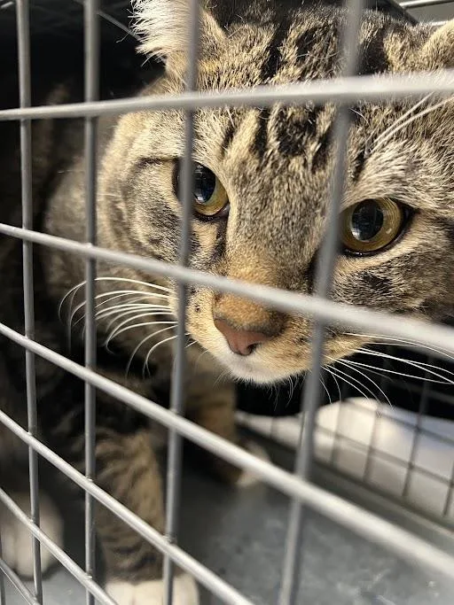 An adult medium-sized male Domestic Short Hair cat named Tigger for adoption in Las Vegas, NV