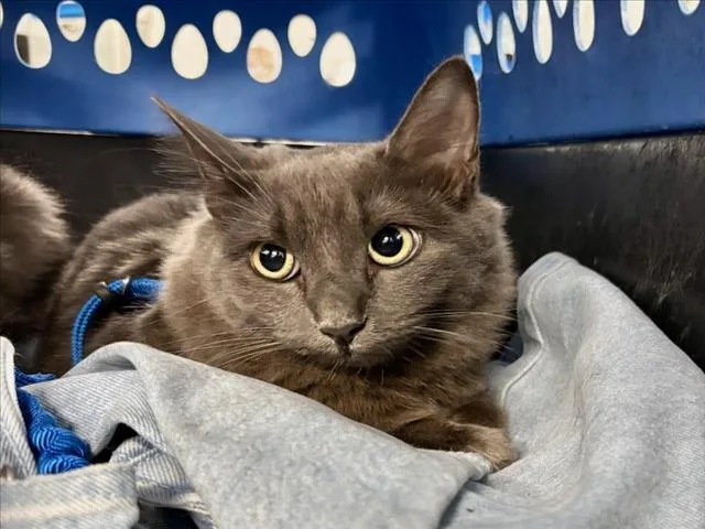 A young small-sized female Gray / Blue / Silver Domestic Medium Hair cat named Daphne for adoption in Woodland, CA