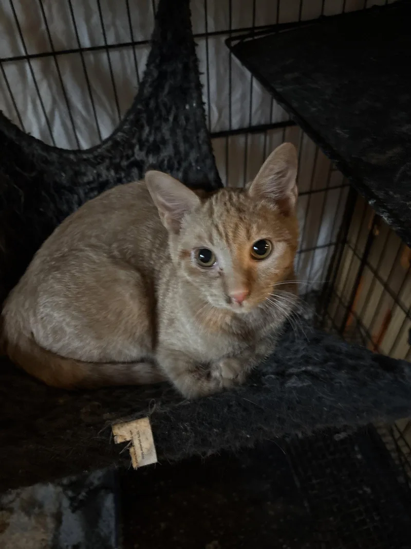 A baby medium-sized female Domestic Short Hair cat named Annie for adoption in White Bluff, TN