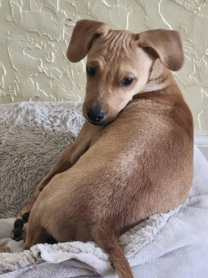 A baby small-sized male Terrier dog named Dipper for adoption in Elk Grove, CA