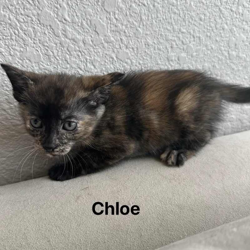 A young small-sized female Tortoiseshell Domestic Short Hair cat named Chloe for adoption in San Jose, CA