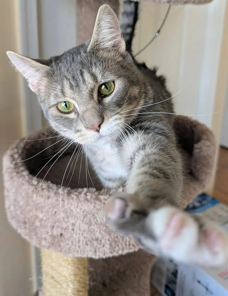 Wolfman Jack thumbnail 2