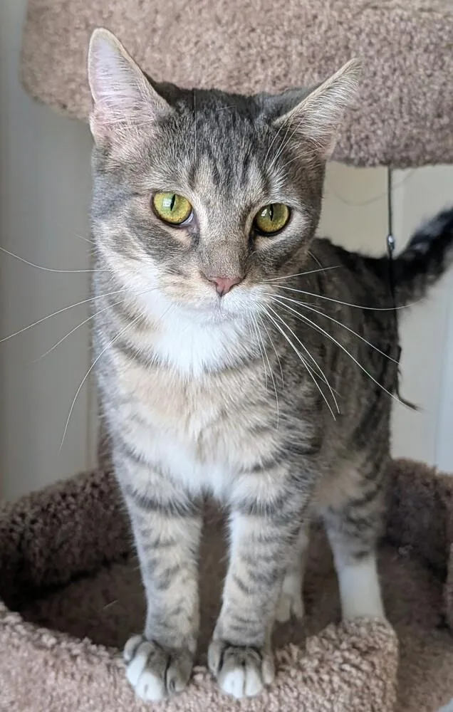 Wolfman Jack thumbnail 3