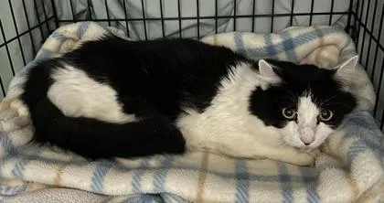 An adult small-sized male Domestic Medium Hair cat named Diesel for adoption in Phoenix, AZ