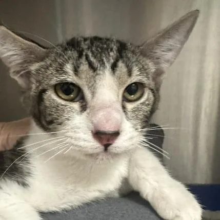 A baby small-sized male Gray / Blue / Silver Domestic Short Hair cat named Mickey for adoption in Henderson, NV
