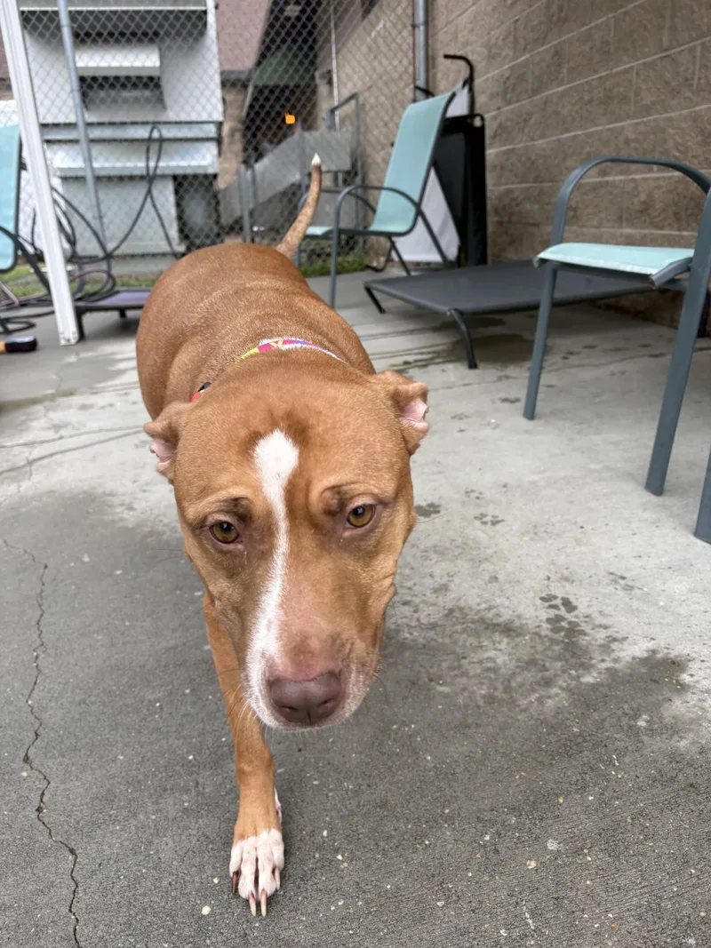 An adult large-sized female Red / Chestnut / Orange Pit Bull Terrier dog named Carrot for adoption in Ashland, VA