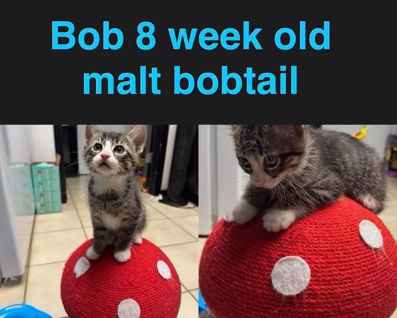A baby medium-sized male Domestic Short Hair cat named Bob for adoption in Mustang, OK