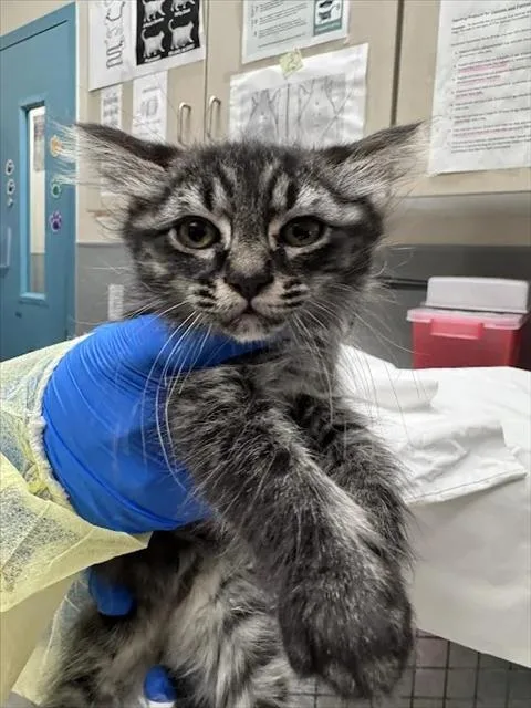 A baby small-sized female Domestic Short Hair cat named Snowwhite for adoption in Las Vegas, NV