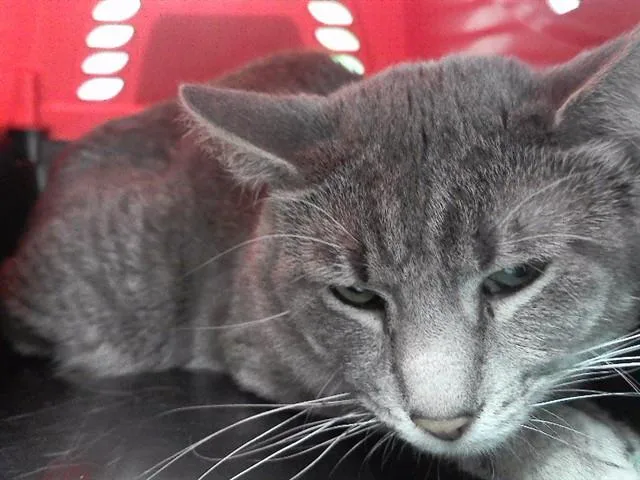 An adult large-sized male Domestic Short Hair cat named Smokey for adoption in Omaha, NE