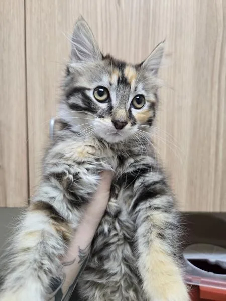 A baby small-sized female Domestic Medium Hair cat named Trolli for adoption in Kennewick, WA