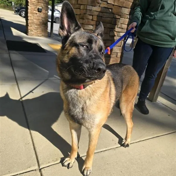 An adult large-sized male Black German Shepherd Dog named Cheesesteak for adoption in Prince Frederick, MD