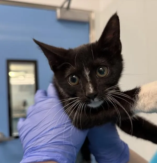 A baby small-sized male Domestic Short Hair cat named Oaky for adoption in Ridgewood, NY