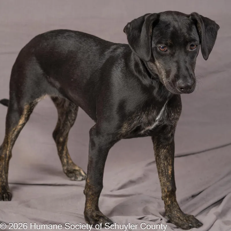 A baby medium-sized female Black Labrador Retriever dog named Okra for adoption in Montour Falls, NY