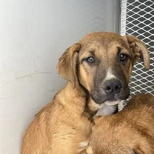 A baby small-sized male Golden Shepherd dog named Mark  Urgent! Longtime for adoption in Thousand Oaks, CA