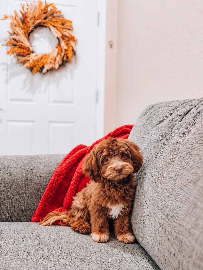 A baby small-sized male Shih poo dog named Dain for adoption in Goodyear, AZ