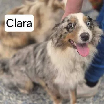 Clara