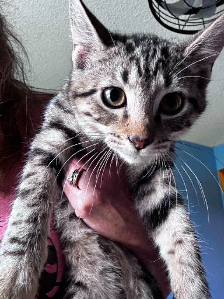A baby small-sized male Domestic Short Hair cat named Bud Hopper for adoption in Gorham, ME