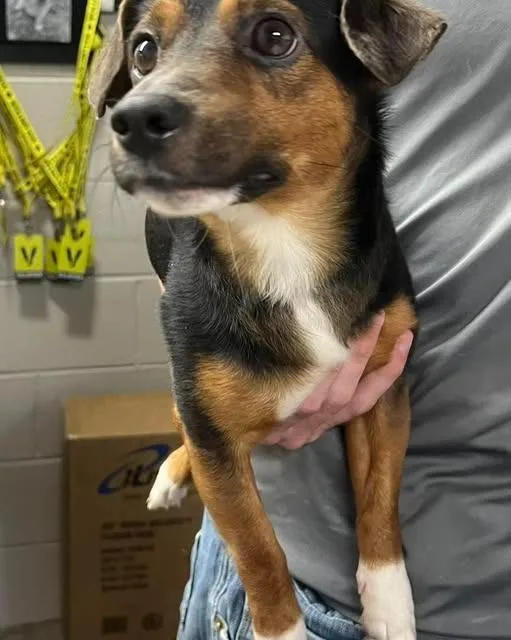 A young medium-sized male Mixed Breed dog named Hotrod for adoption in Murray, KY