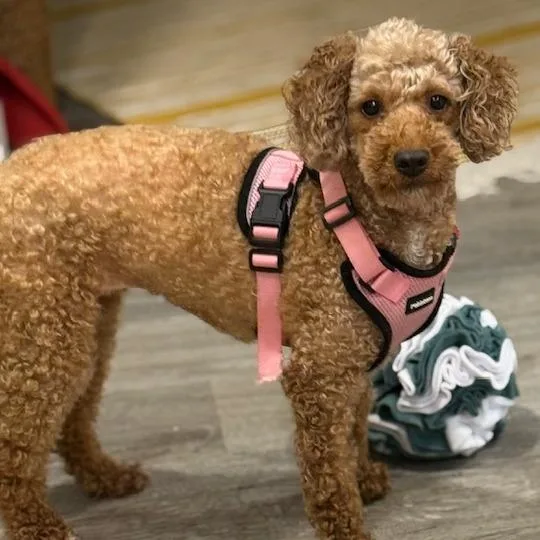 An adult small-sized female Red / Chestnut / Orange Poodle dog named Brook for adoption in Madison, WI