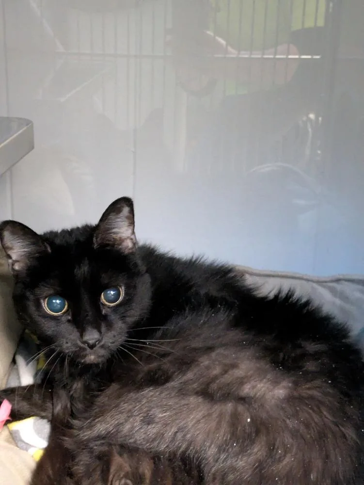 A senior medium-sized female Black Domestic Short Hair cat named Birdie for adoption in Papillion, NE