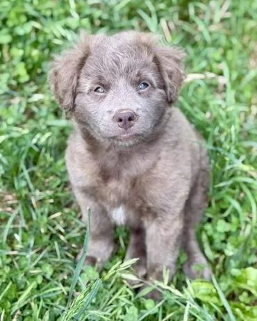 A baby medium-sized female Australian Shepherd dog named Kimber for adoption in Malvern, PA