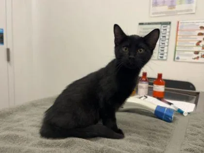 A baby small-sized female Black Domestic Short Hair cat named You Know We're Super for adoption in Kansas City, MO
