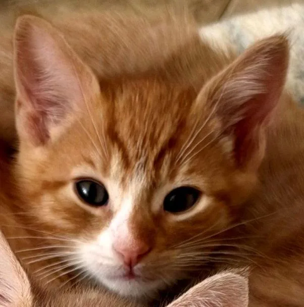 A baby small-sized male Orange & White Tabby cat named Sedona for adoption in San Jose, CA