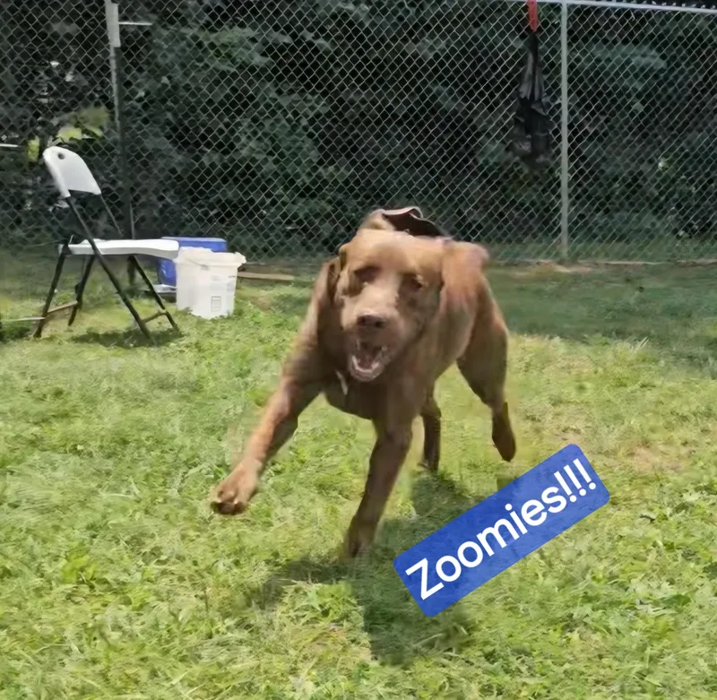 A young large-sized male Brown / Chocolate Chocolate Labrador Retriever dog named Fred for adoption in Wheelersburg, OH