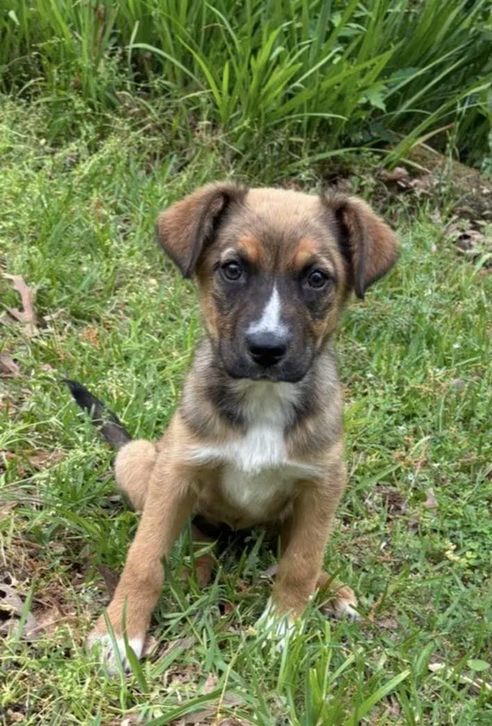 A baby medium-sized female Brown / Chocolate German Shepherd Dog dog named Peppy for adoption in Watertown, CT