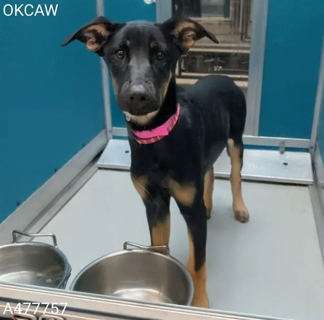 A young small-sized female German Shepherd Dog dog named A for adoption in Oklahoma City, OK