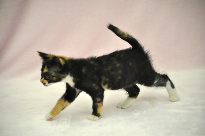 Artemis