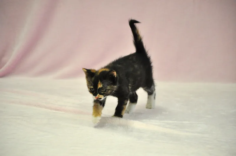 Artemis thumbnail 2