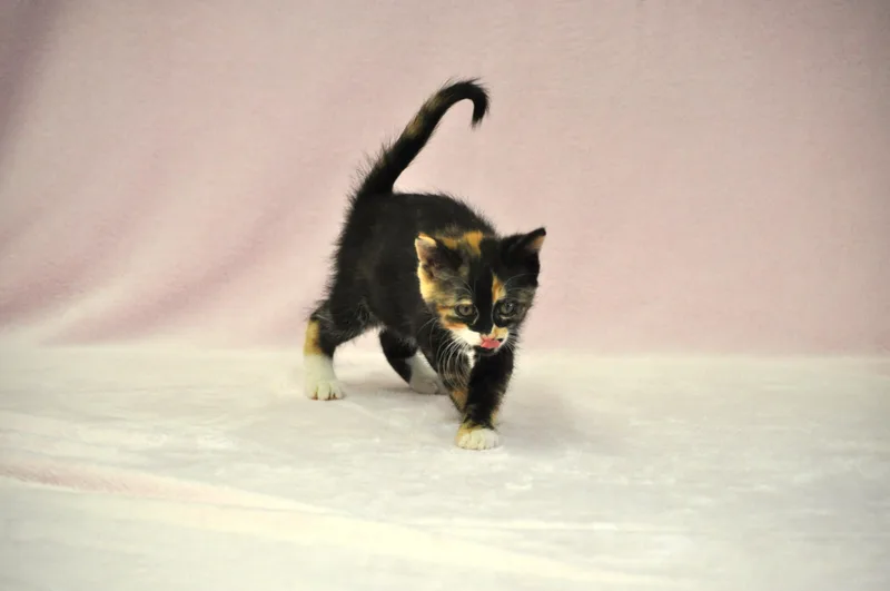 Artemis thumbnail 5
