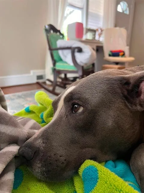 An adult large-sized female Mixed Breed dog named Spark for adoption in Columbia, SC