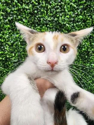 A baby small-sized female Domestic Short Hair cat named Ella $ for adoption in Seneca, SC