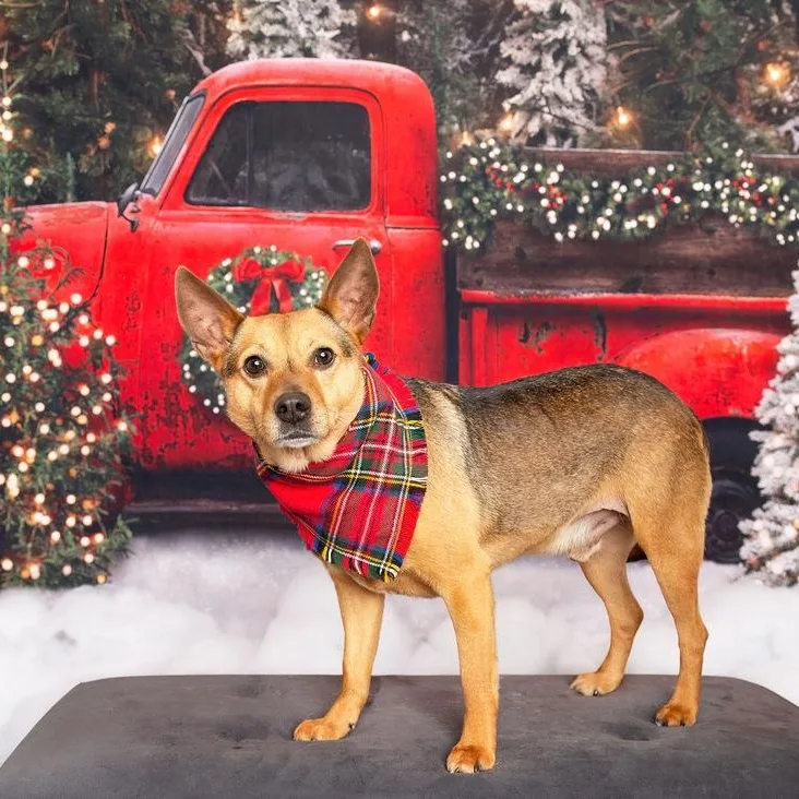 An adult medium-sized male Tricolor (Brown, Black, & White) Australian Cattle Dog / Blue Heeler dog named Brody for adoption in Kaufman, TX