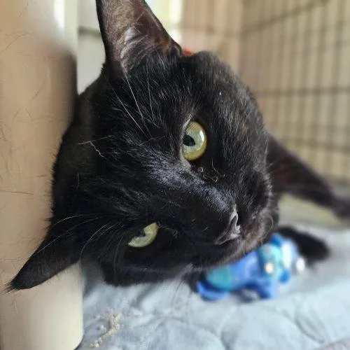 An adult extra large-sized male Black Domestic Short Hair cat named Skitz C for adoption in Frankfort, KY