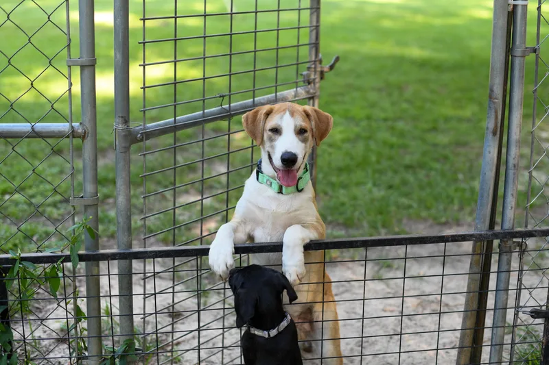 A baby medium-sized male Yellow / Tan / Blond / Fawn Mixed Breed dog named Wally for adoption in BONIFAY, FL