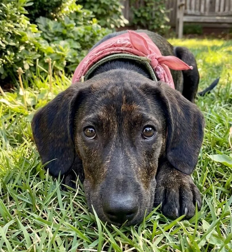 Ali