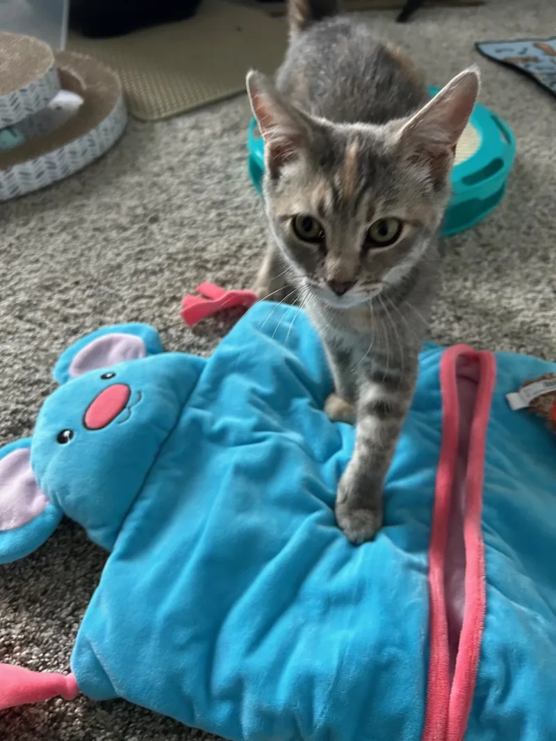 A young medium-sized female Domestic Short Hair cat named Peaches for adoption in Pocatello, ID