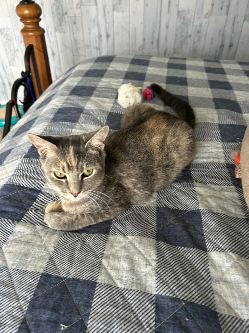 Peaches thumbnail 2