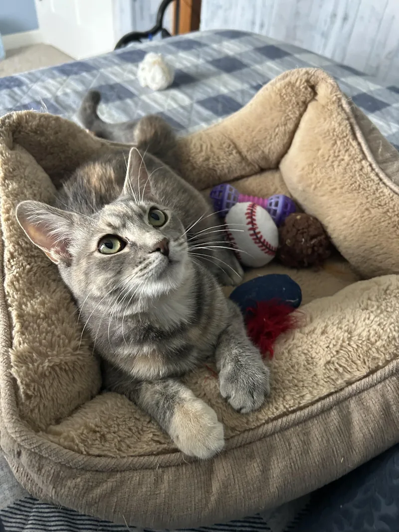 Peaches thumbnail 3