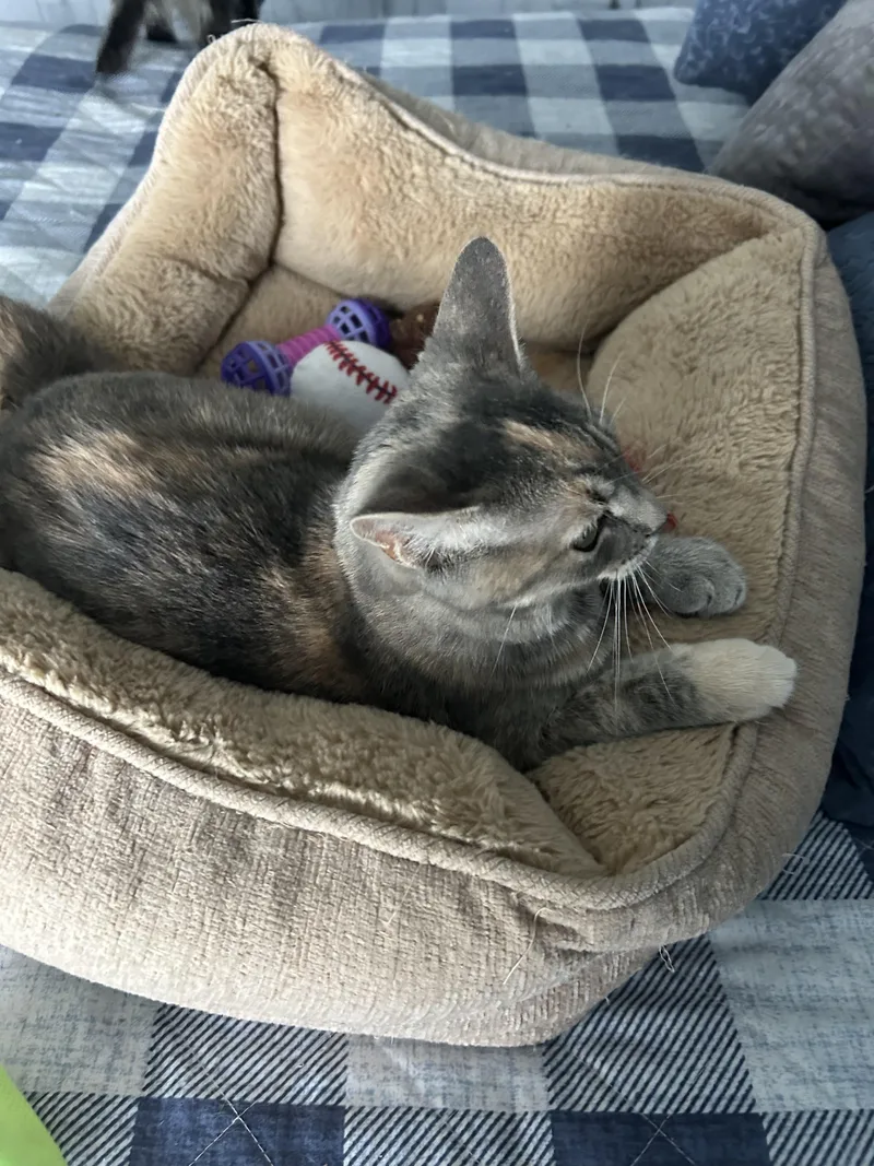 Peaches thumbnail 4